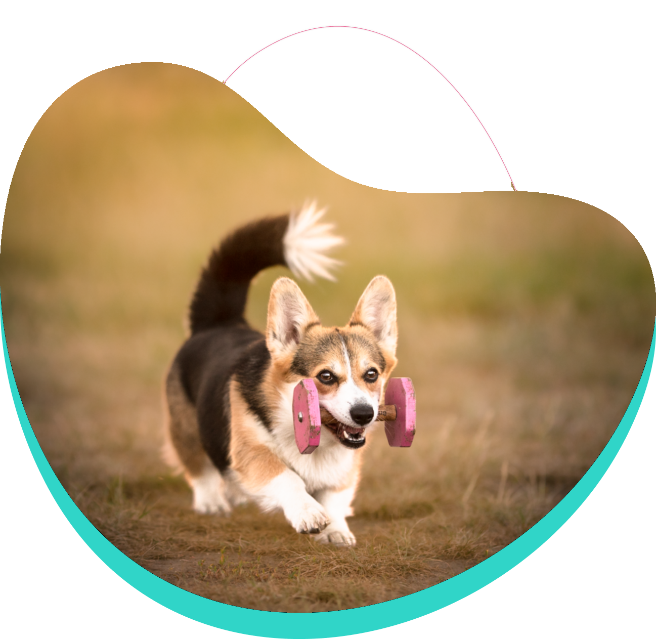 Pet School - szkolenia psów