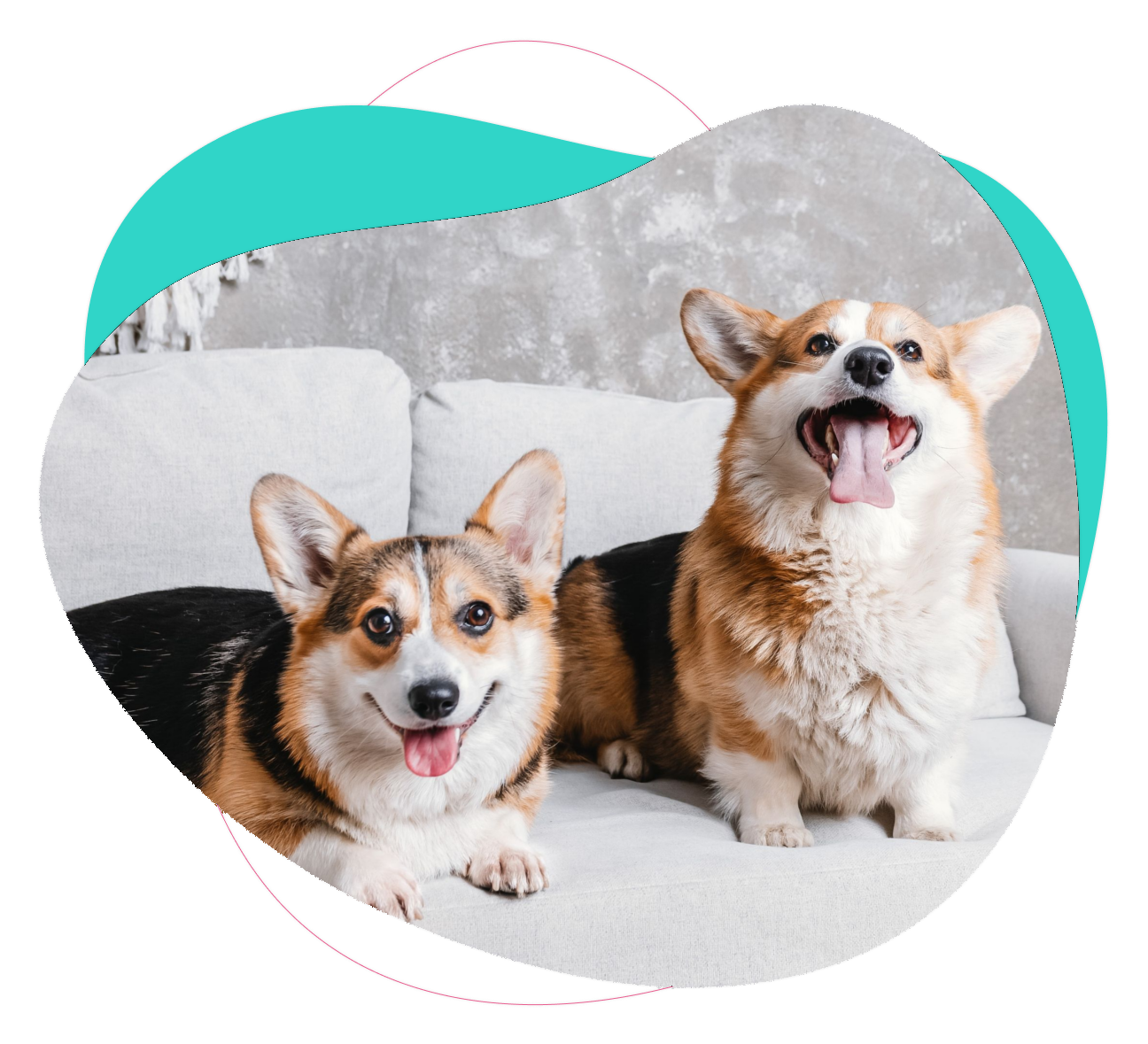 Pet School - konsultacje behawioralne psów