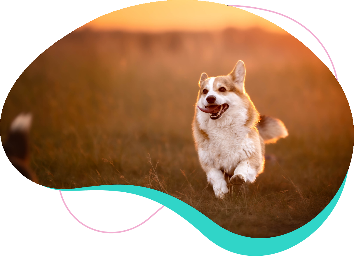 Pet School - konsultacje behawioralne psów