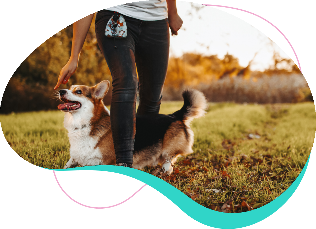 Pet School - szkolenia indywidualne psów